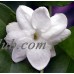 Ohio Grown Arabian Tea Jasmine Plant - Maid of Orleans - Multiple Plants -4" Pot   